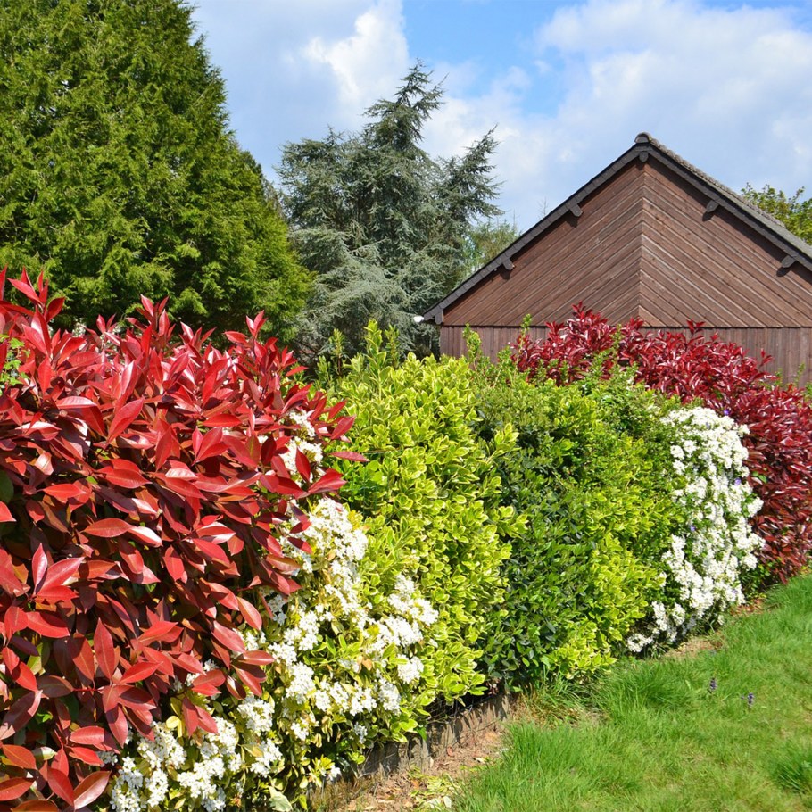 Граб Живая изгородь