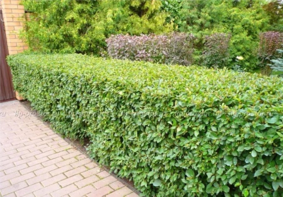 Живая изгородь нестриженная