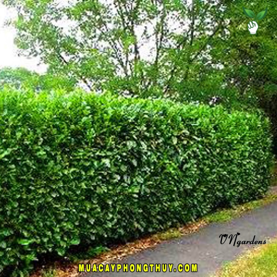 Пузыреплодник Барбарис туя Живая изгородь