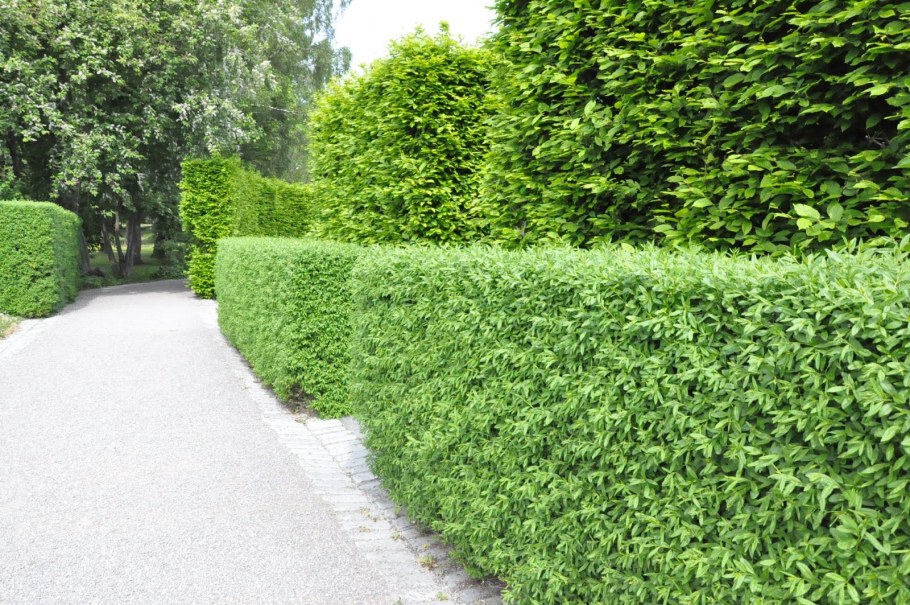 Самшит вечнозеленый бордюрный