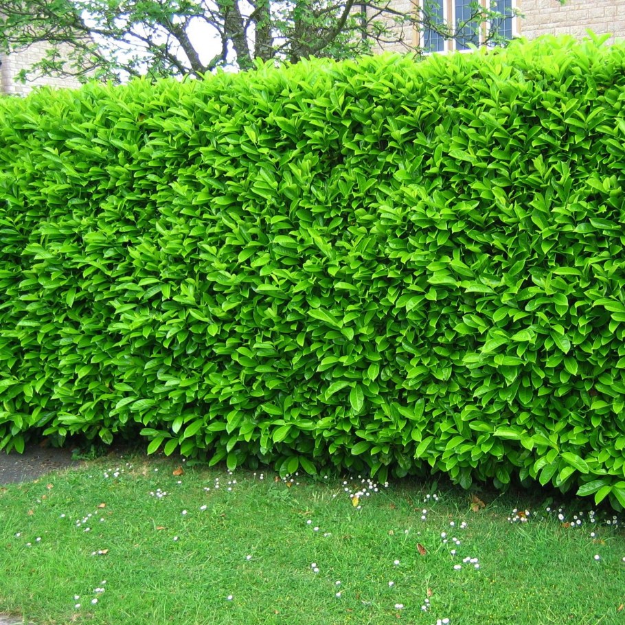 Кизильник Живая изгородь