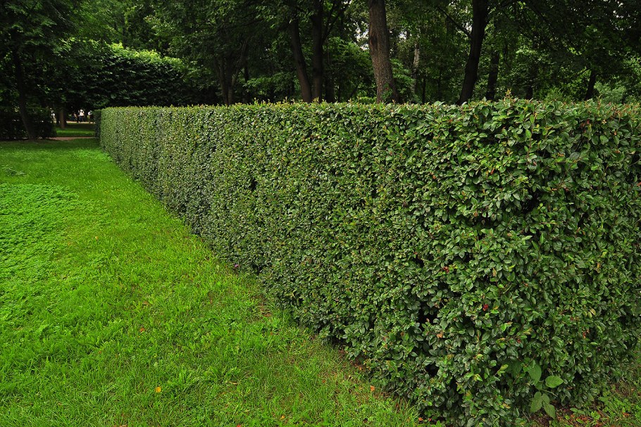 Кизильник блестящий изгородь