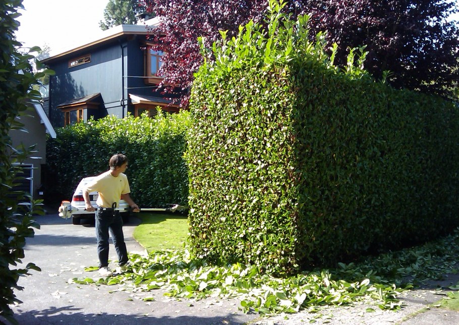 Туя Живая изгородь Лабиринт