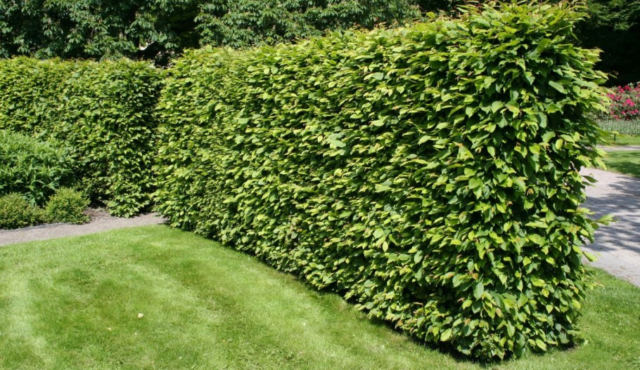 Бирючина Живая изгородь