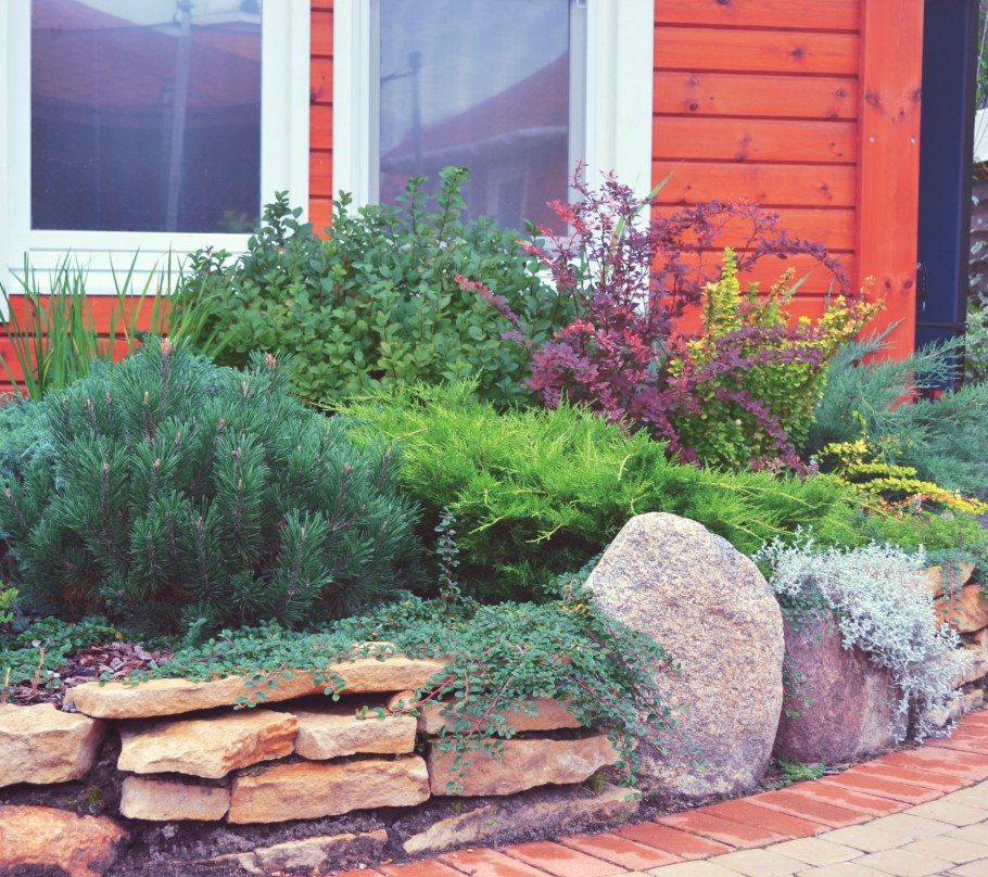 Можжевельник казацкий альпинарий