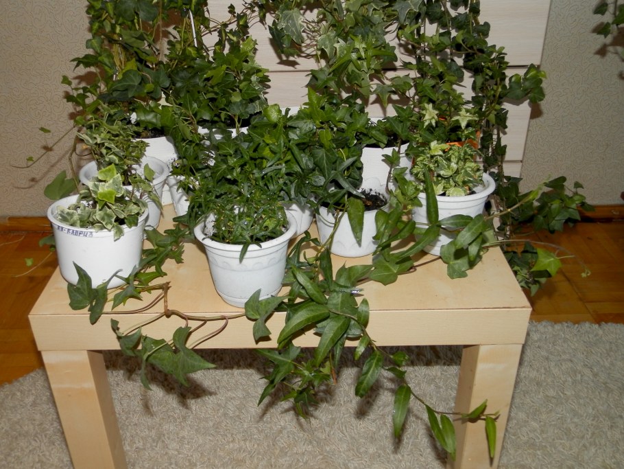 Плющ формировать дома