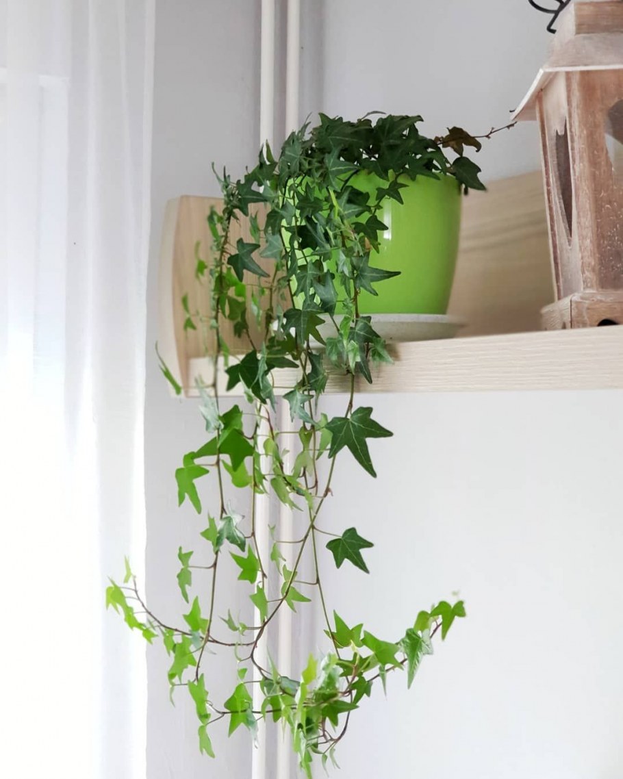 Плющ Хедера Хеликс