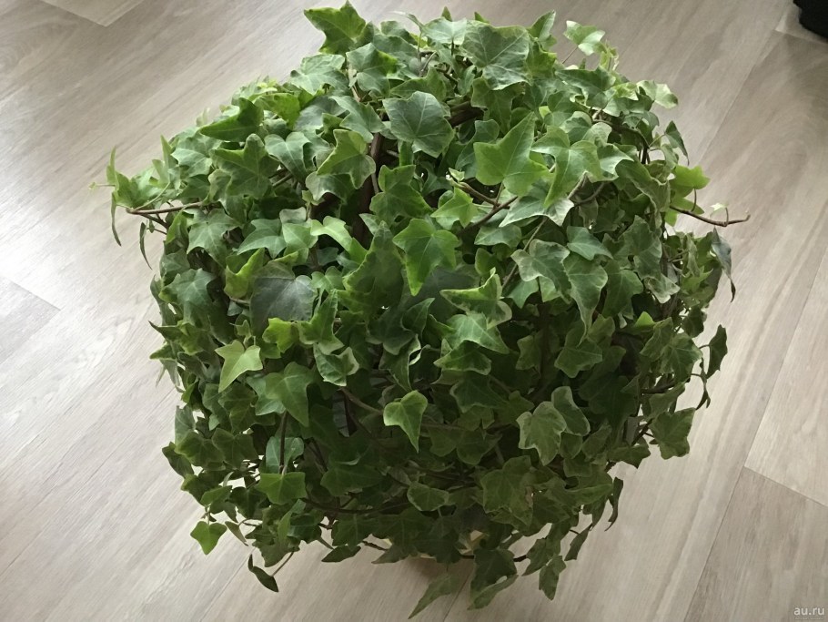 Плющ в квартире