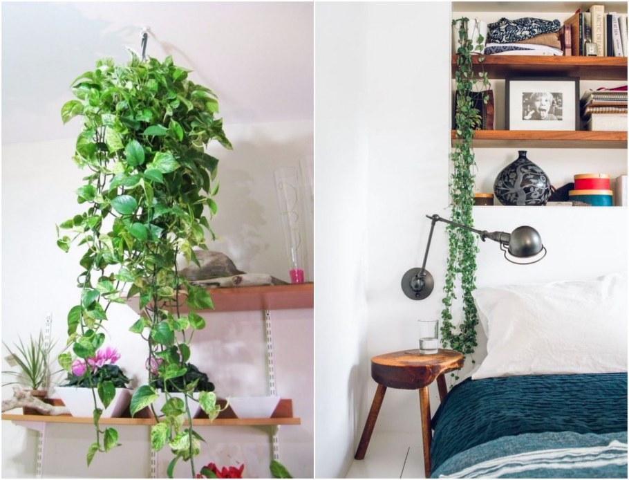 Плющ домашний хорошее ли растение для дома