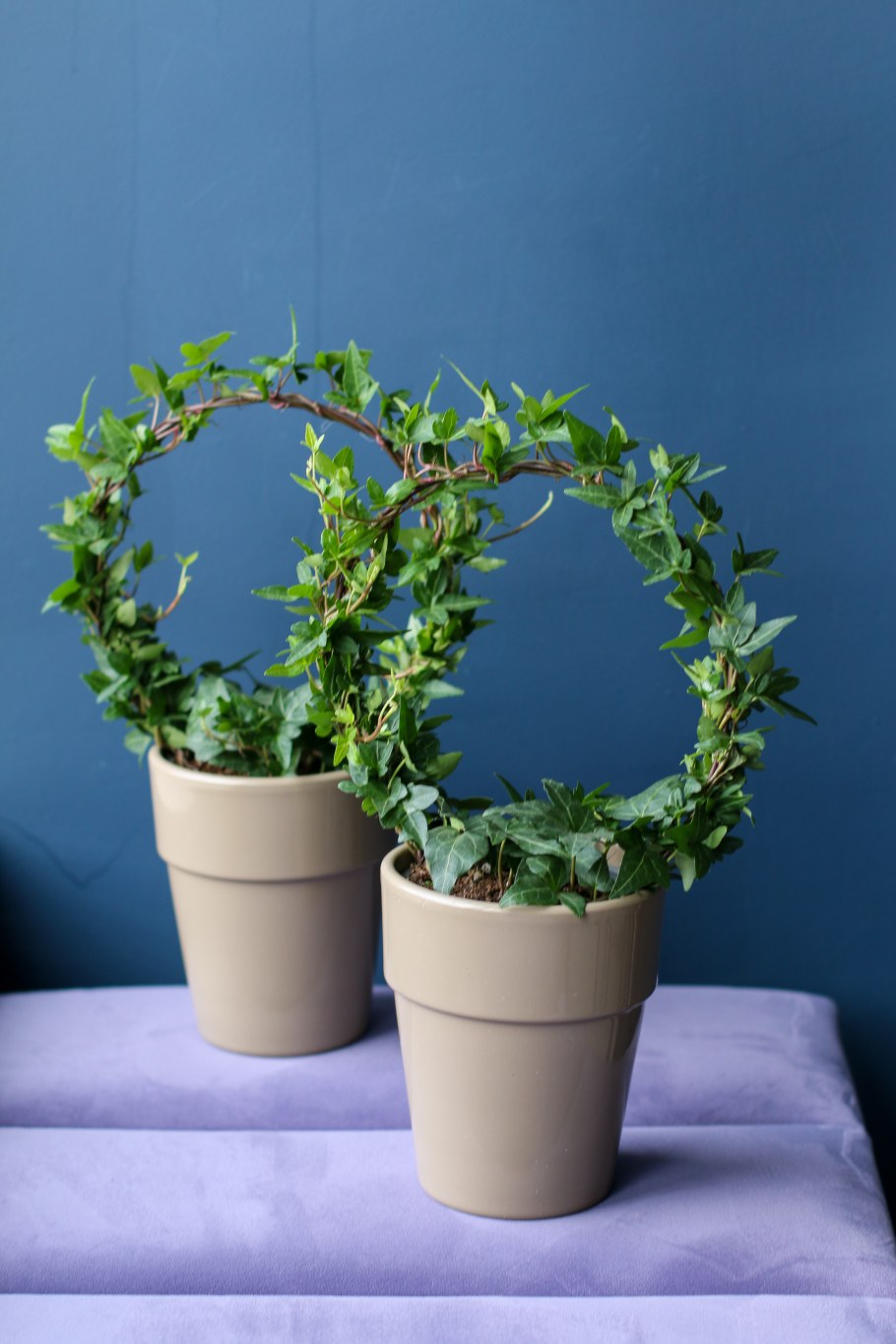 Плющи комнатные фото и названия