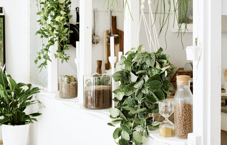 Мини сад на балконе