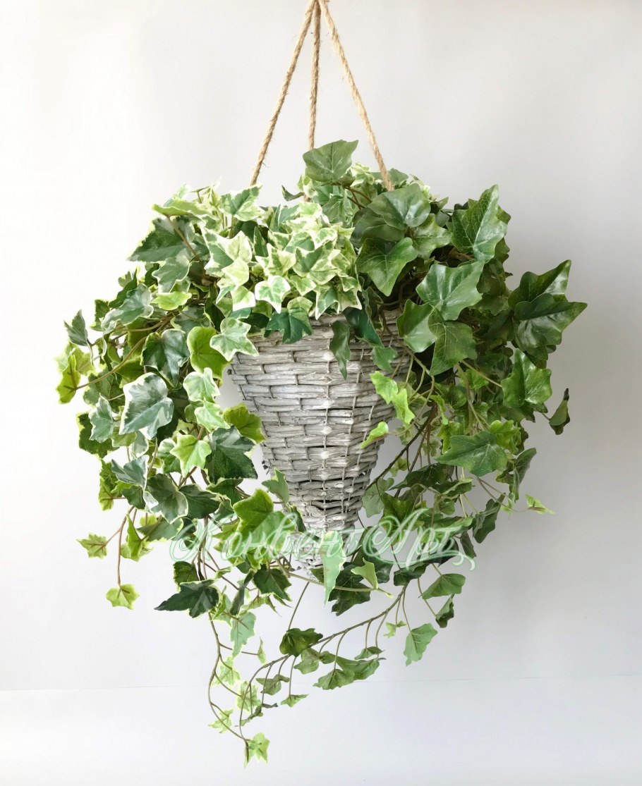 Хедера Хеликс микс