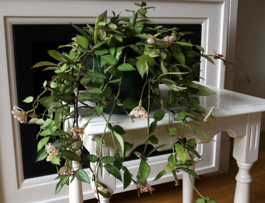 Плющ иволистный