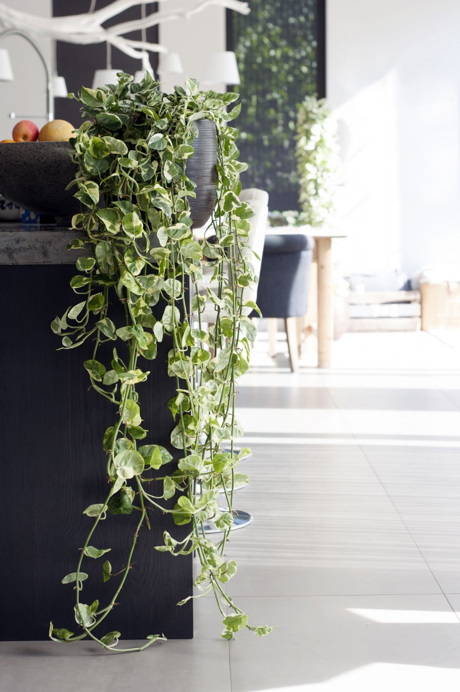 Хедера сциндапсус