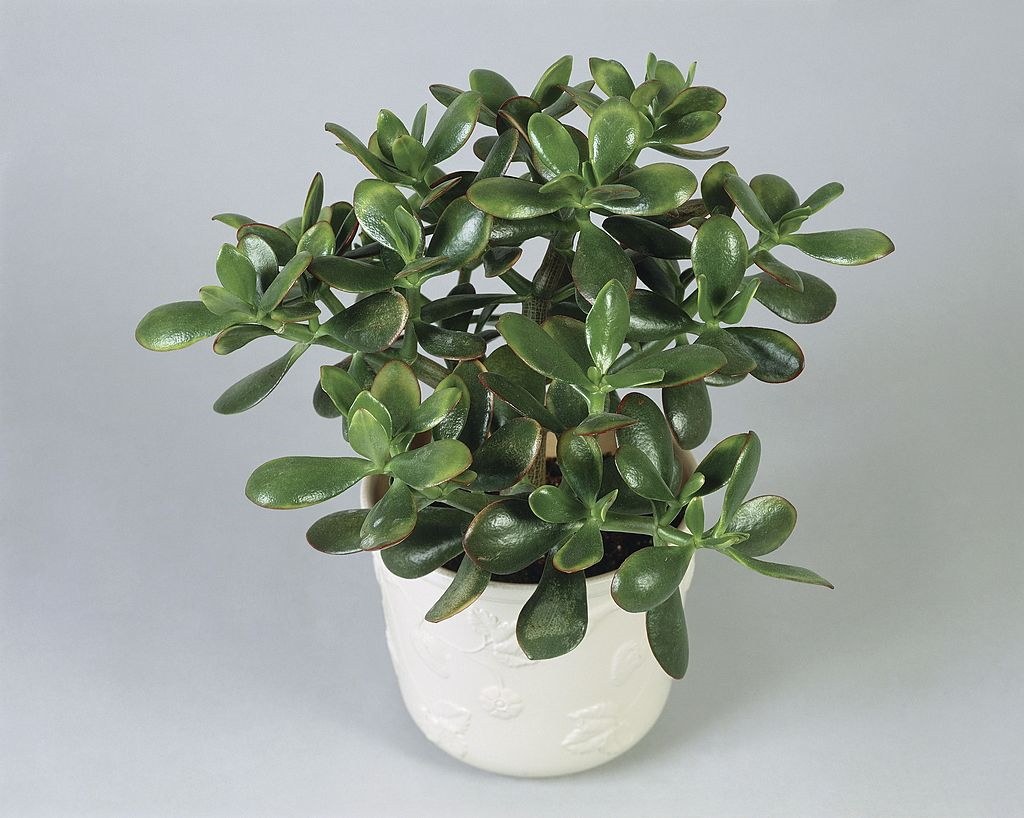 Крассула в интерьере (80 фото) - красивые картинки и HD фото
