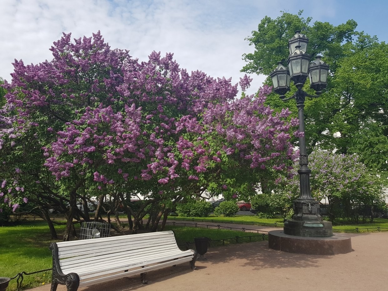 Купить садовые деревья в спб. Сиреневый бульвар парк сирени. Сиреневая аллея в Екатерининском парке.