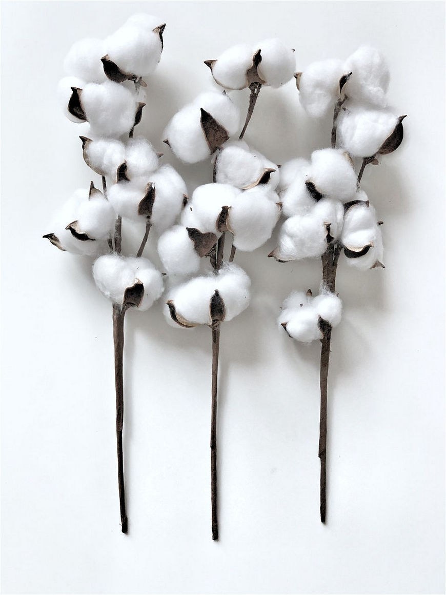 Хлопок в вазе