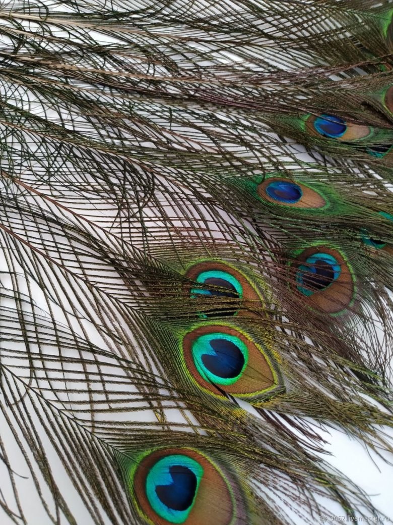 Перья декоративные