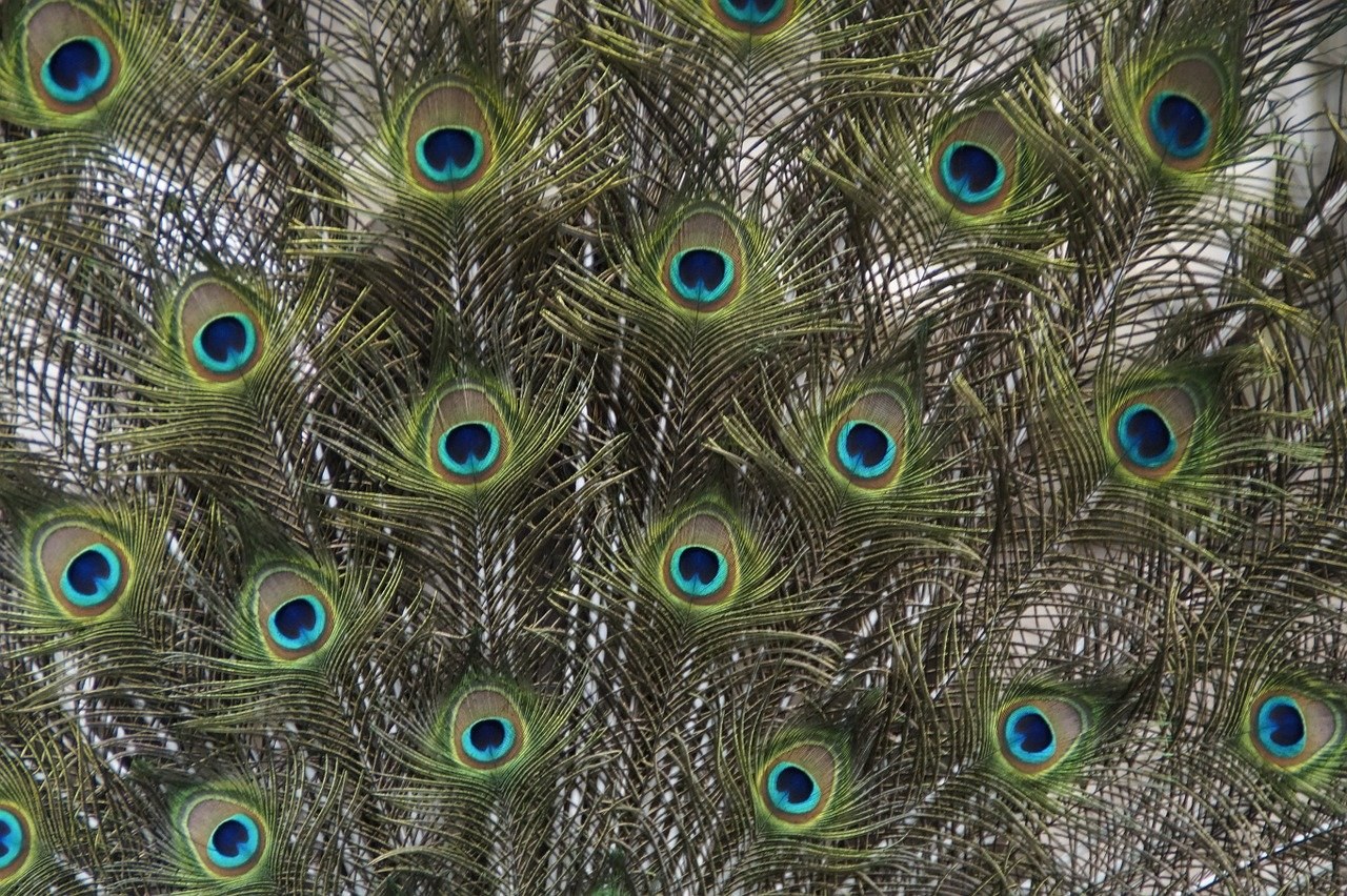 Павлиньи перья дома (70 фото) - красивые картинки и HD фото