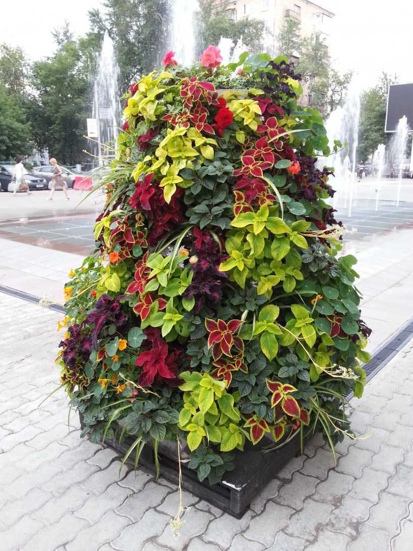 Вьющиеся колеусы