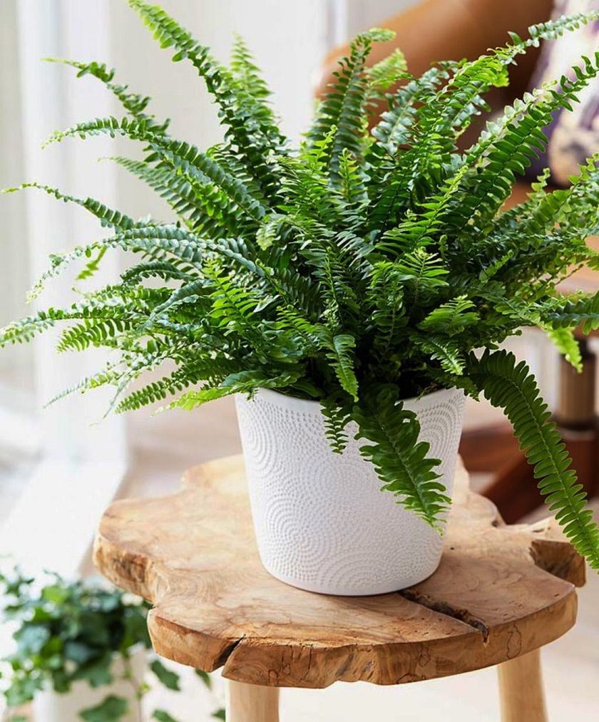 Даваллия папоротник фитодизайн