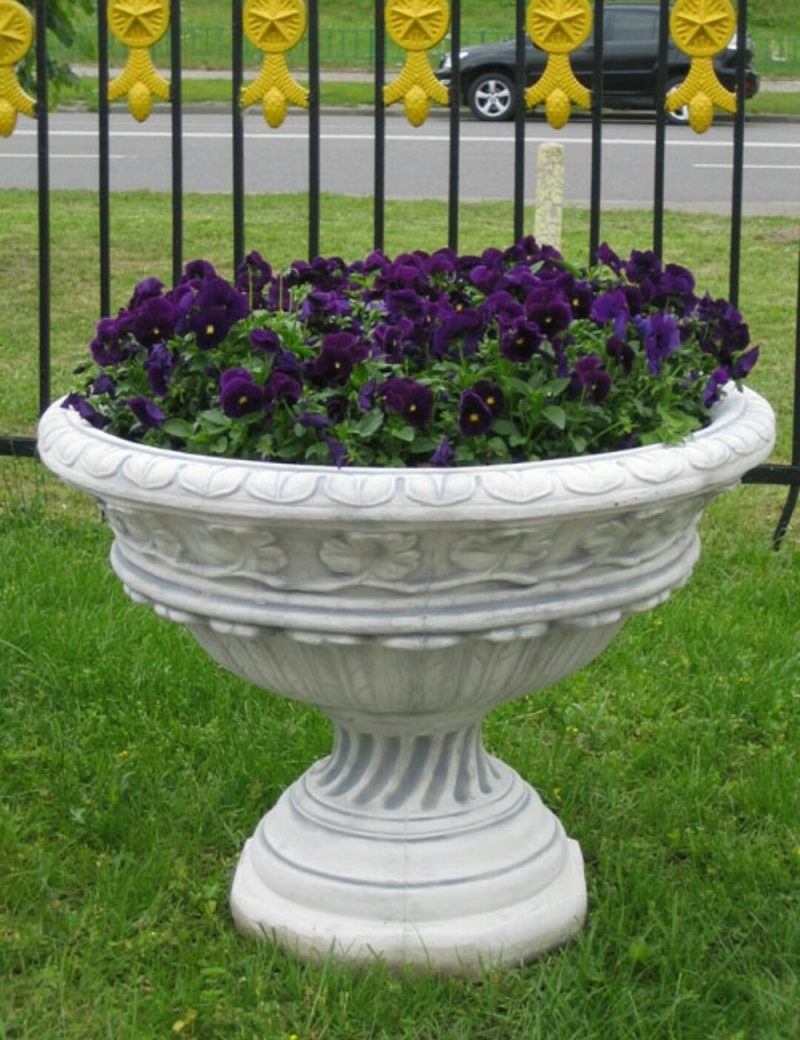 Рабатка Тунберга