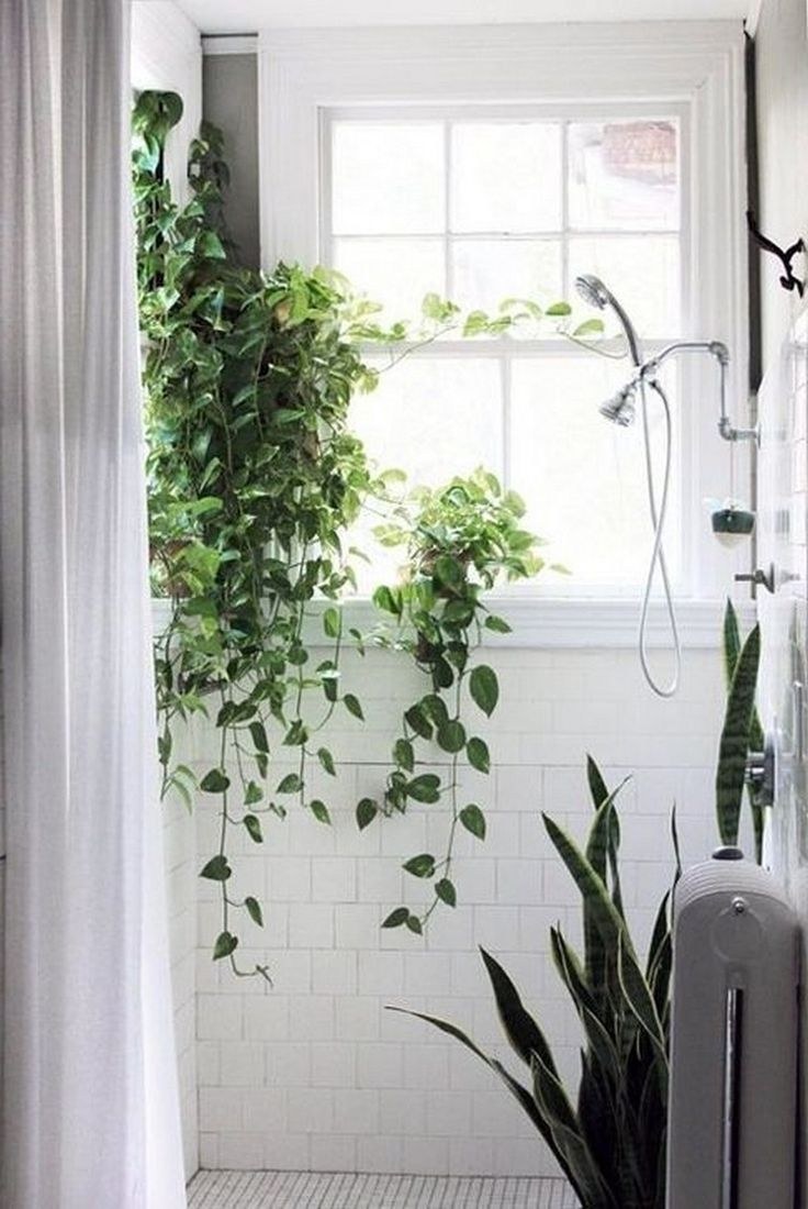 Квартирный плющ