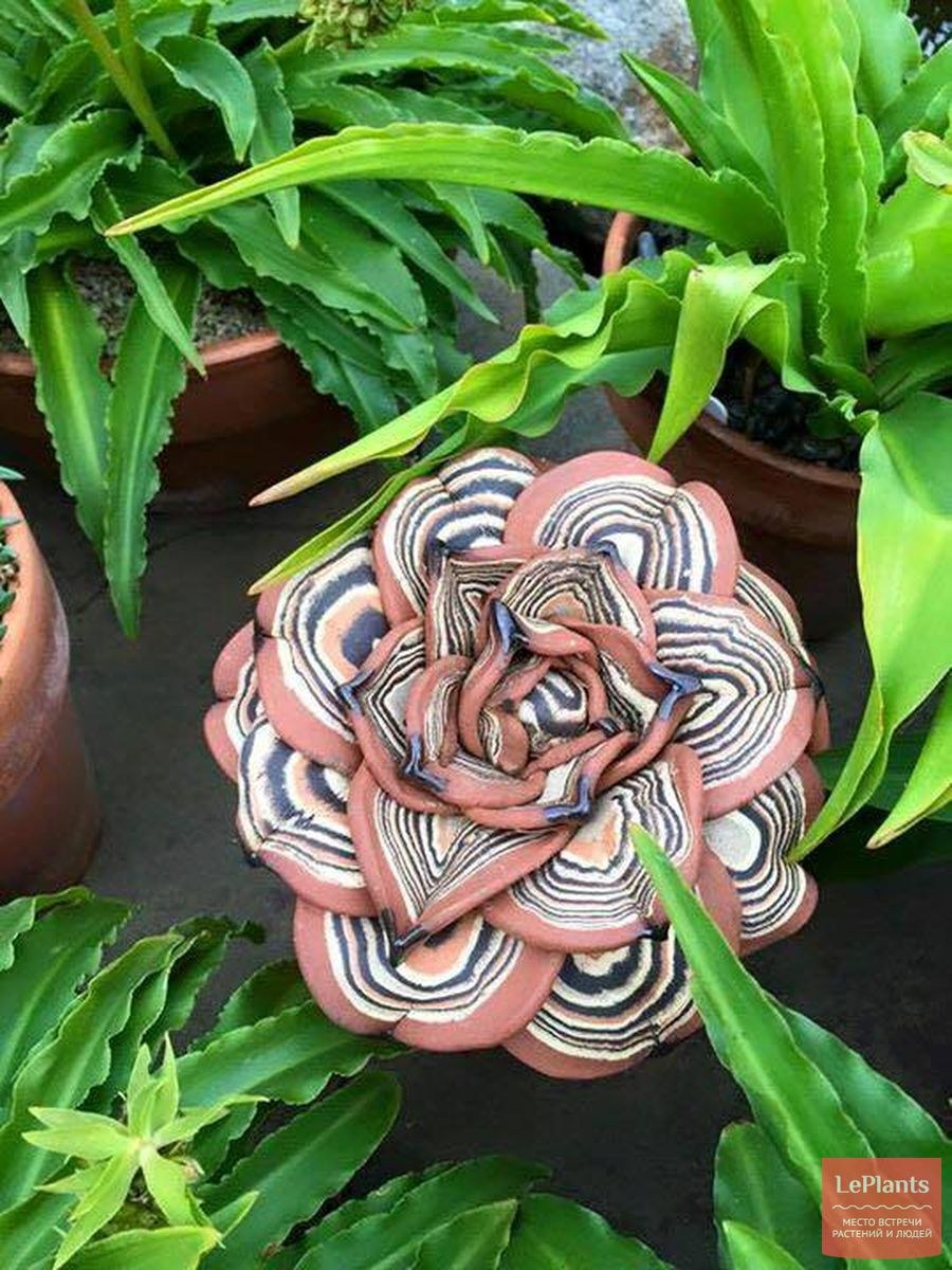 Суккулент змеевидный