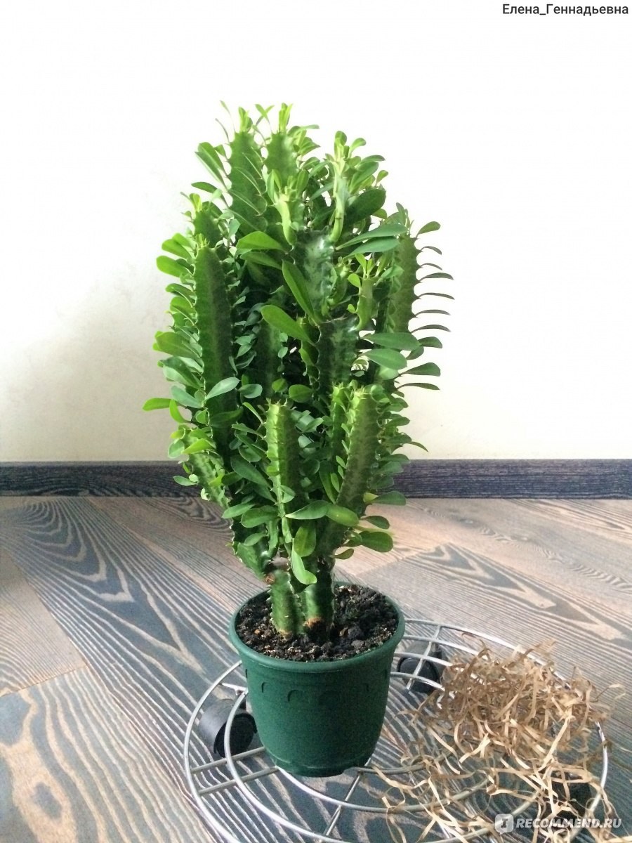 Эуфорбия Trigona rubra