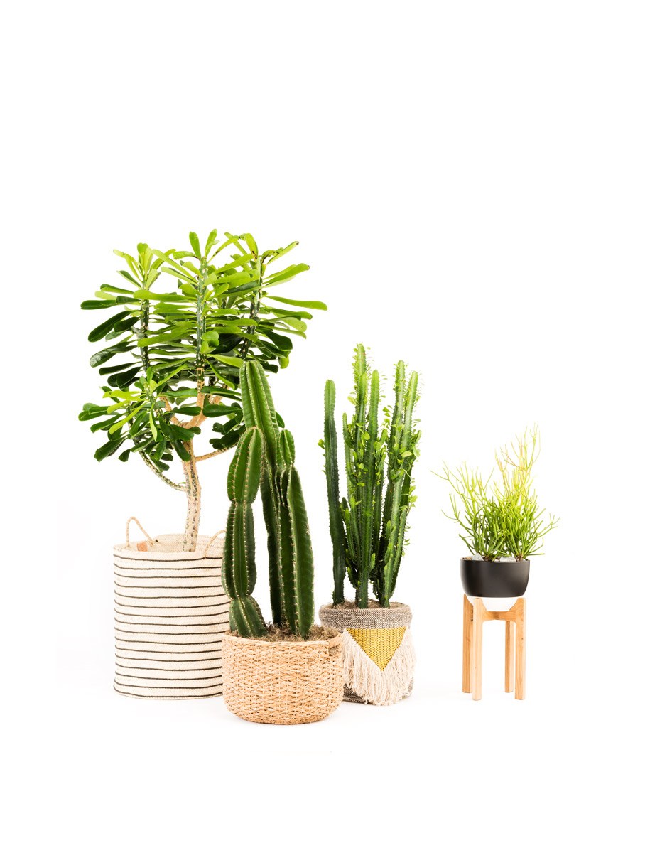 Euphorbia Trigona rubra — эуфорбия тригона Рубра