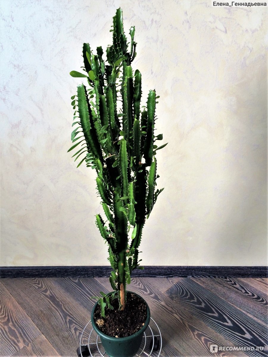 Стеблевой суккулент молочай треугольный