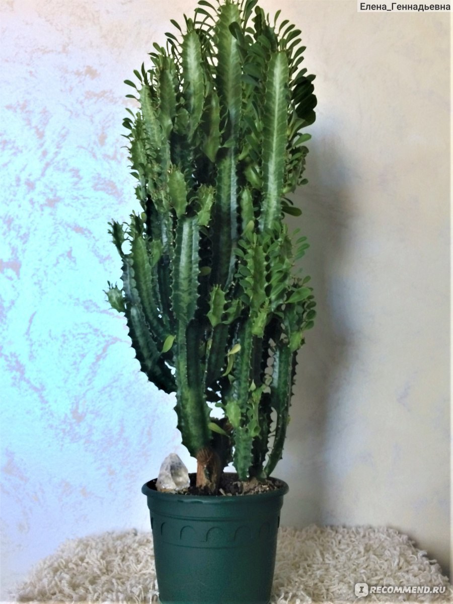 Эуфорбия Лактея