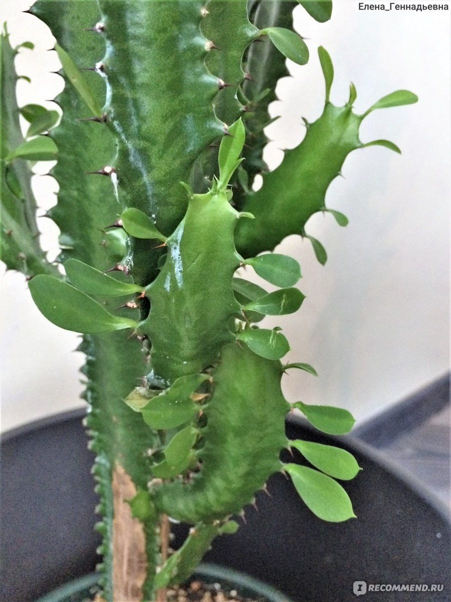 Молочай треугольный в интерьере (82 фото)
