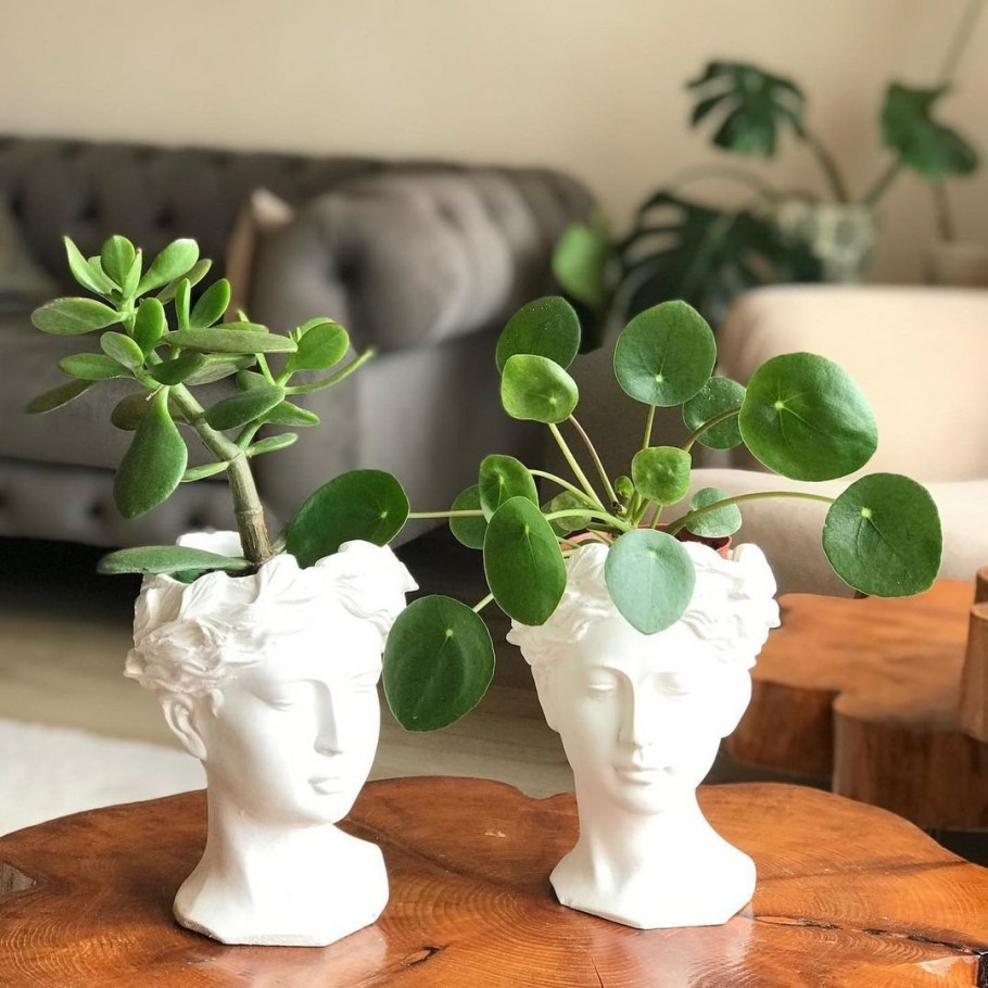 Суккуленты деревцем