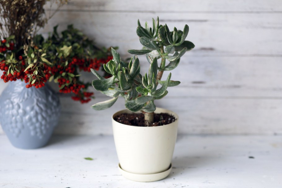 Крассула (денежное дерево)