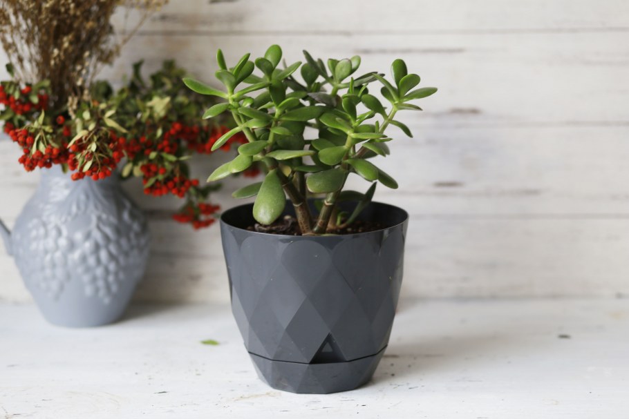 Крассула по годам