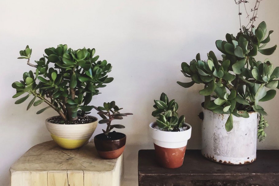 Крассула (денежное дерево)