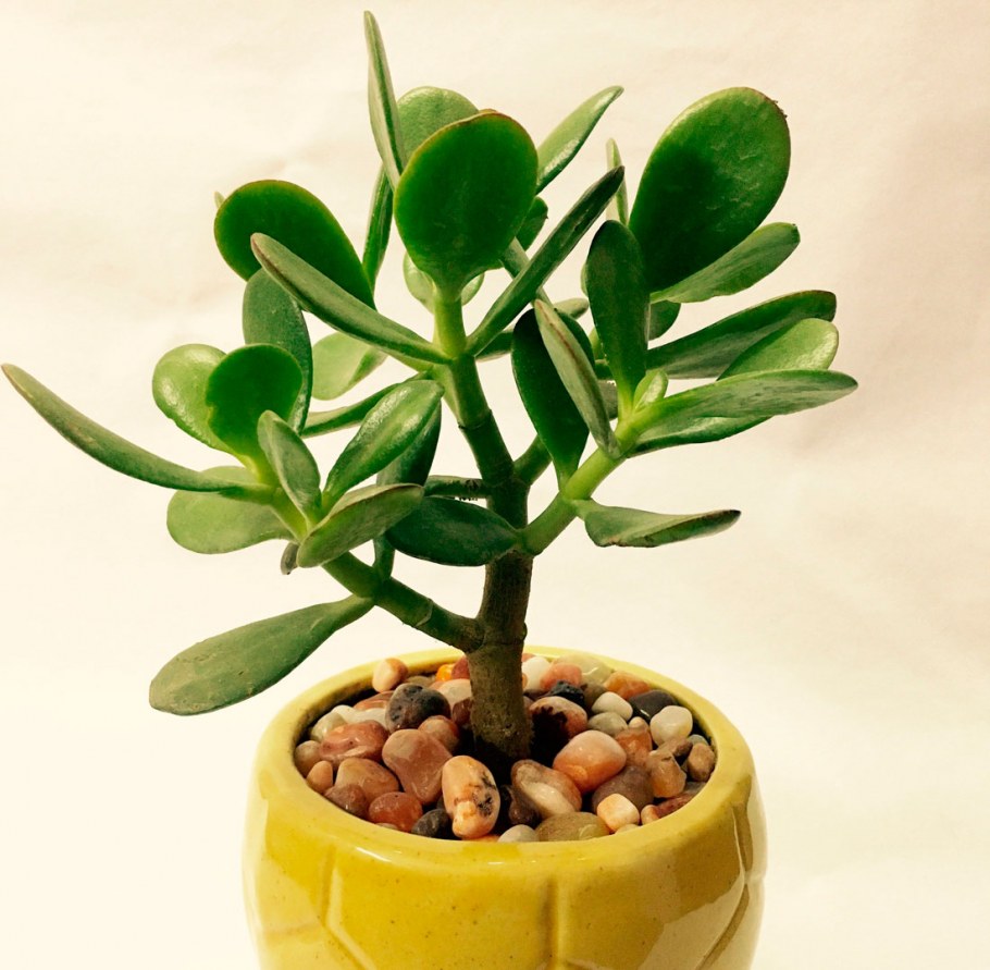 Растение Крассула денежное дерево