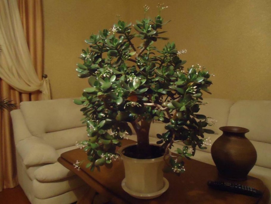 Толстянка денежное дерево