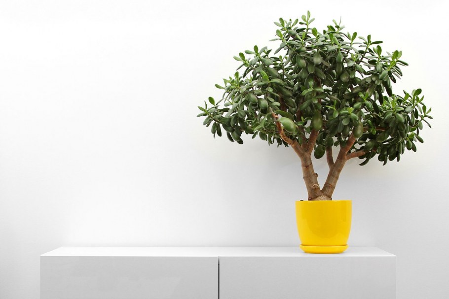 Крассула в горшке