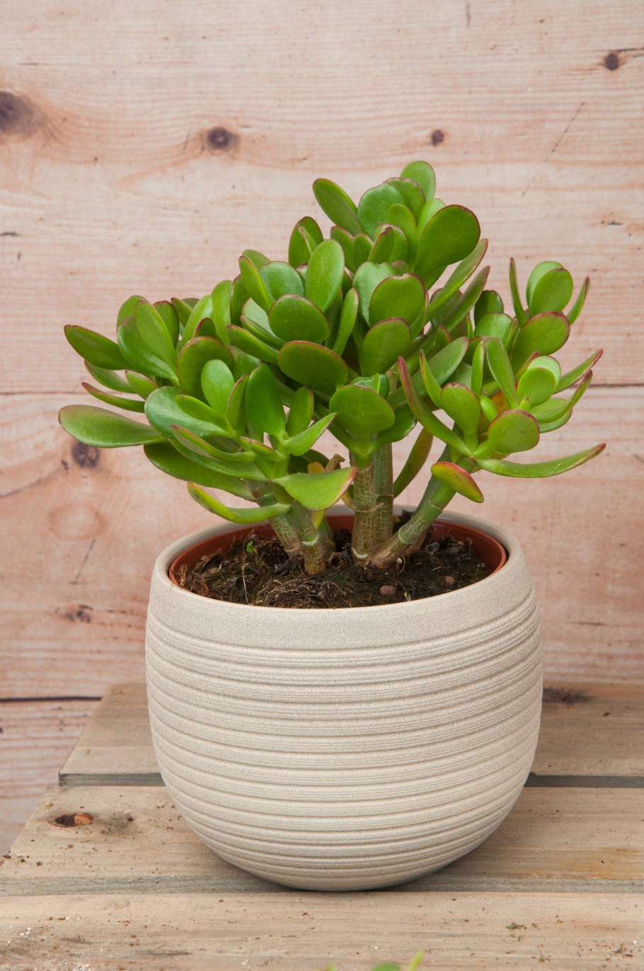 Толстянка Крассула дерево