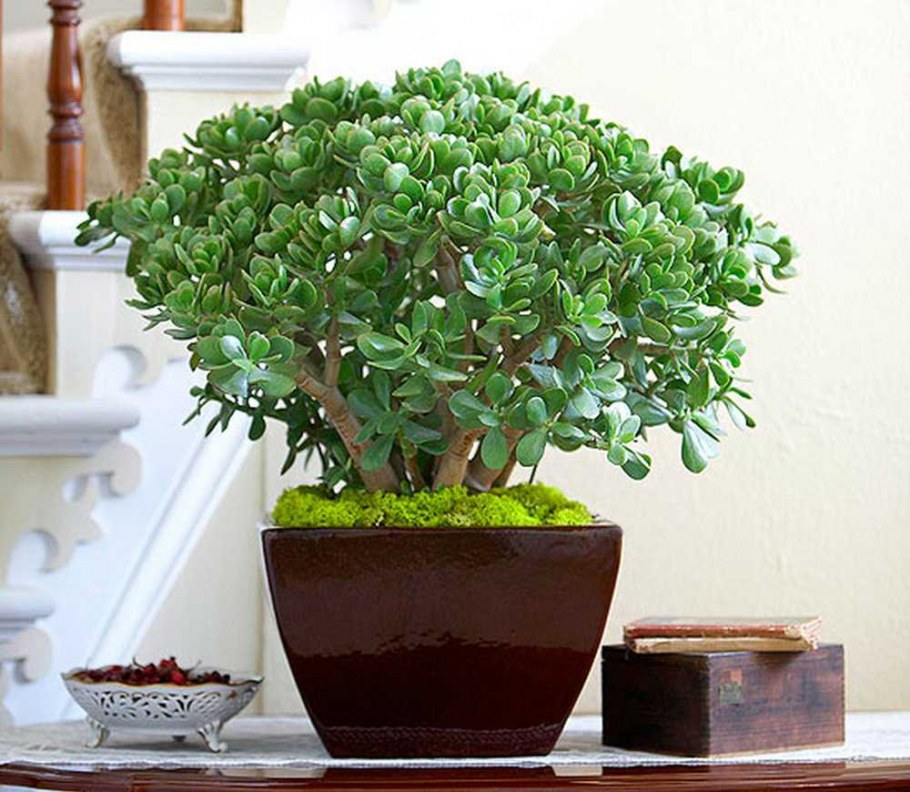 Крассула вариегатная