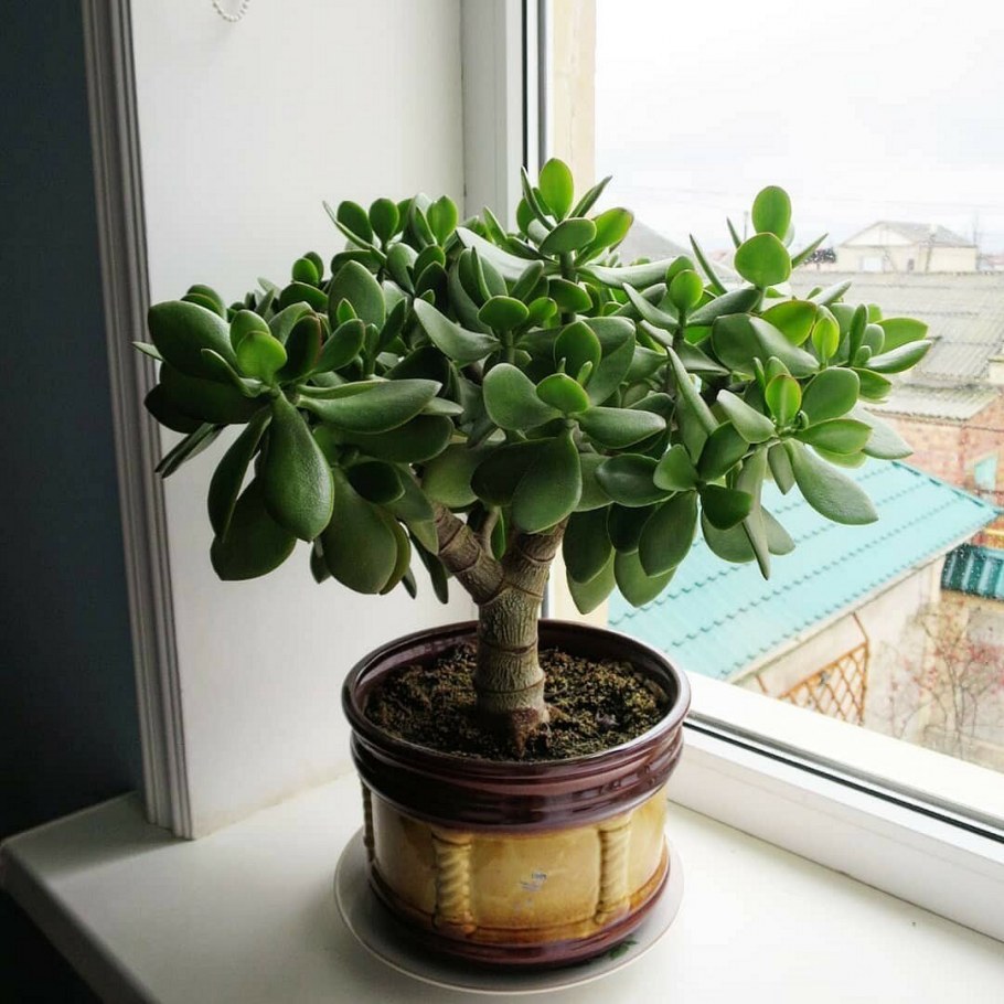 Крассула Овата Джейд