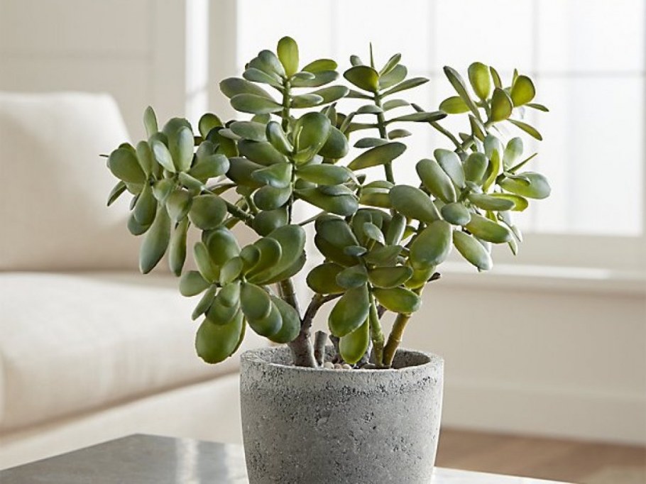 Крассула (денежное дерево)