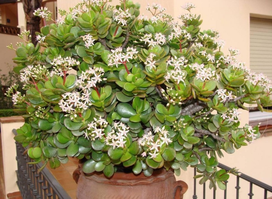 Крассула цветок денежное дерево
