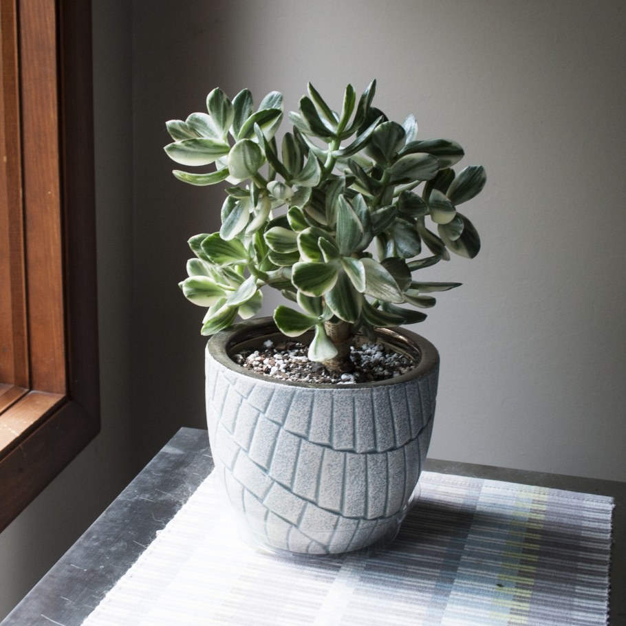 Джейд Плант растение