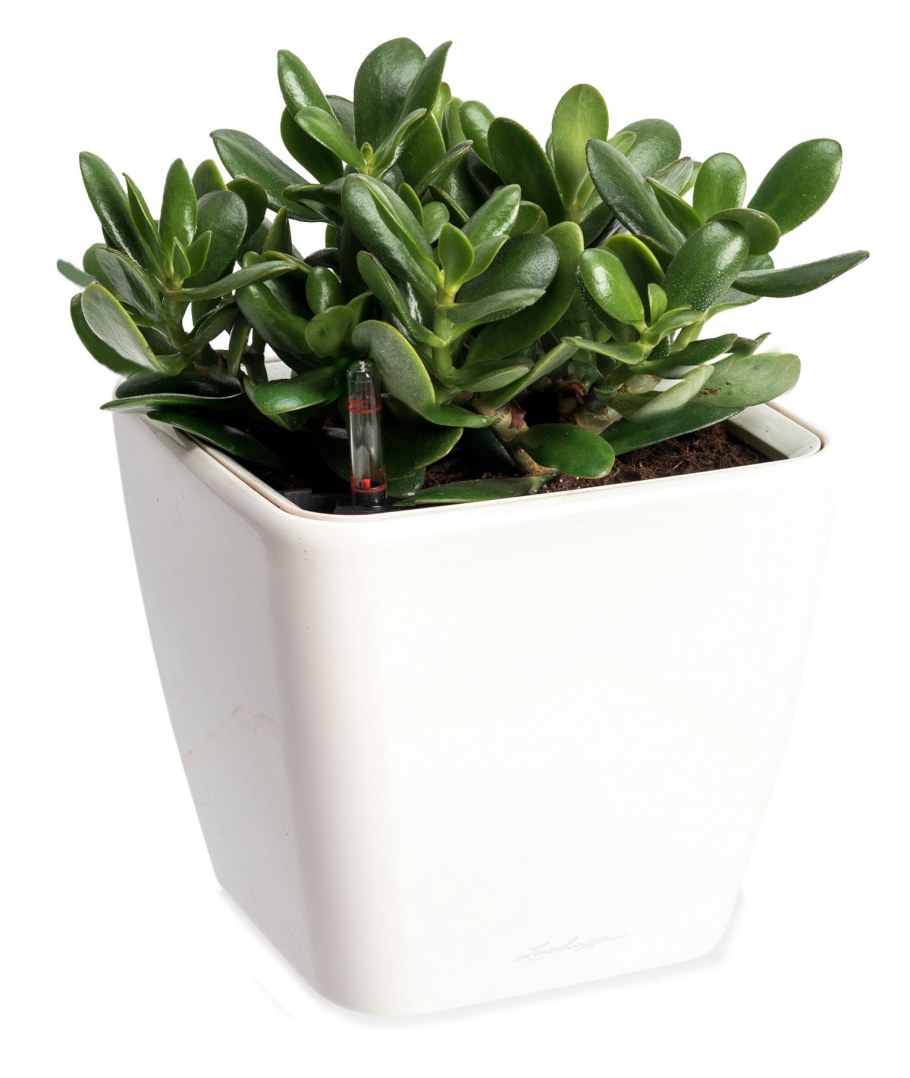 Толстянка денежное дерево