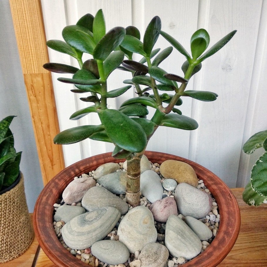 Цветок в горшке Минимализм