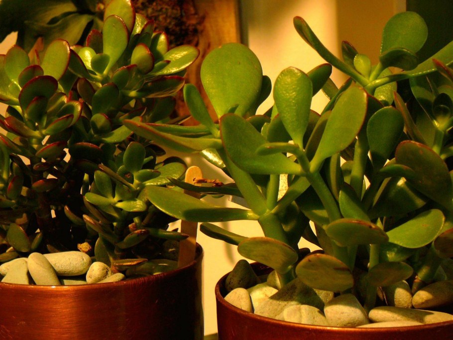 Крассула толстянка