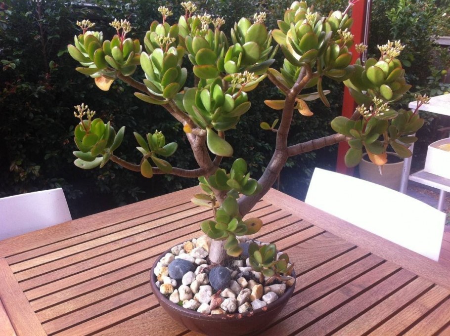 Jade Plant – Crassula